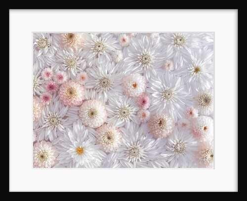 Dahlia flowers by Assaf Frank